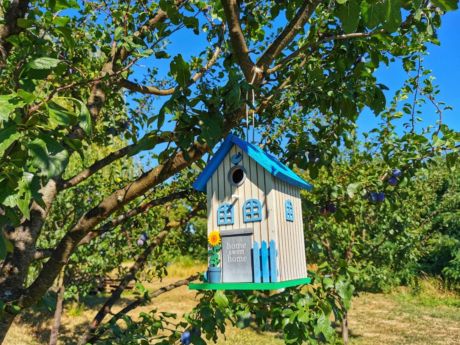 Kućica za ptice u šljiviku